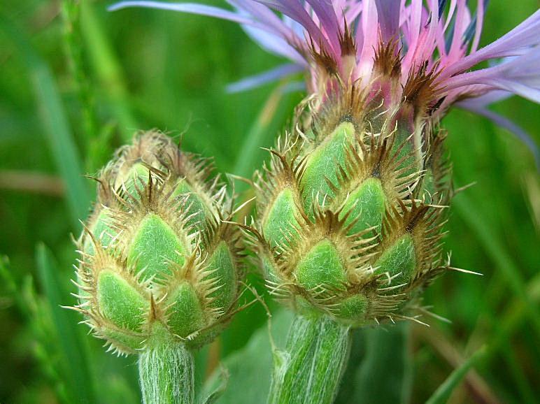 Centaurea triumfettii / Fiordaliso di Trionfetti